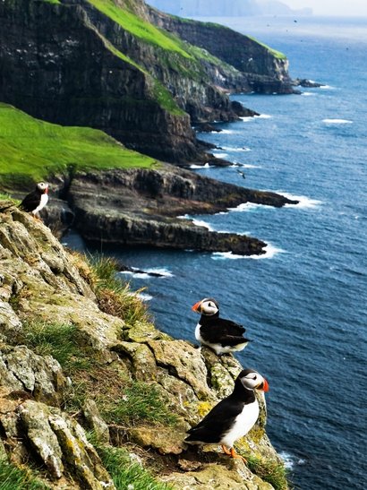 islas feroe vistas aves