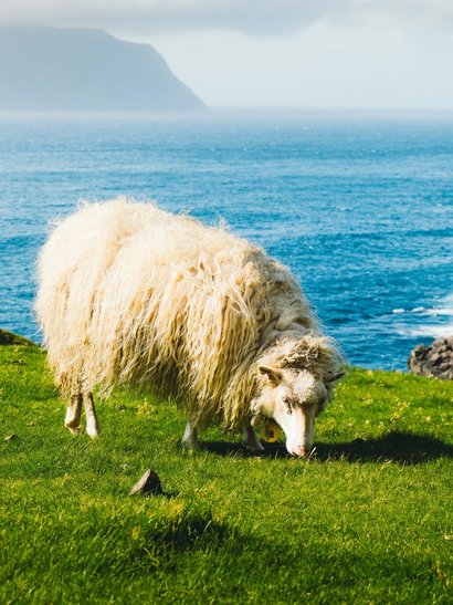 islas feroe vistas fauna