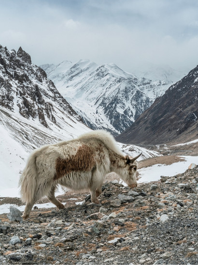 karakorum fauna