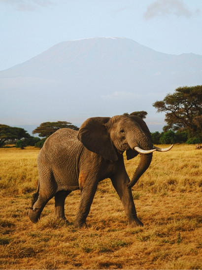 kilimanjaro fauna elefante