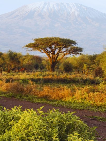 kilimanjaro naturaleza