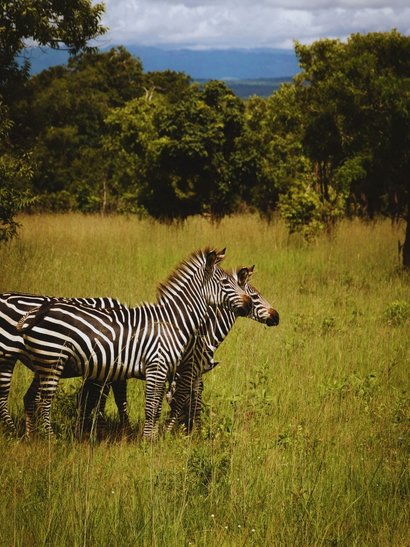 kilimanjaro zebras